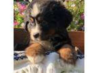 Bernese Mountain Dog Puppy for sale in Platteville, WI, USA