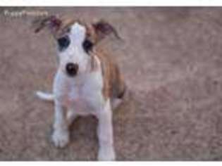 Medium Photo #1 Whippet Puppy For Sale in Atlanta, GA, USA