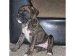 Boxer Puppy for sale in Banks, OR, USA