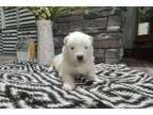 Samoyed Puppy for sale in Bloomington, IN, USA