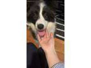 Border Collie Puppy for sale in Newton Center, MA, USA