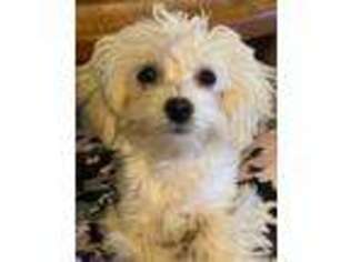 Mutt Puppy for sale in Leander, TX, USA