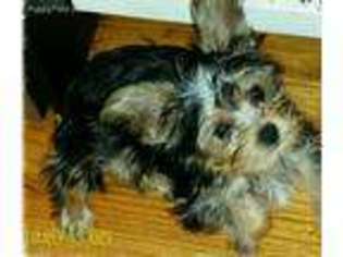 Yorkshire Terrier Puppy for sale in Murphy, NC, USA
