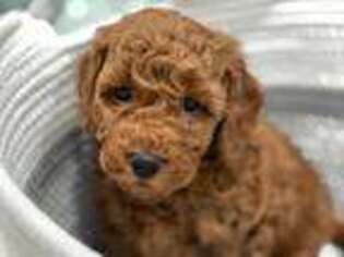 Goldendoodle Puppy for sale in Beaufort, NC, USA