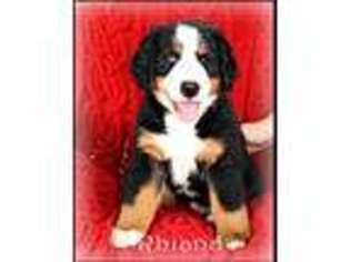 Bernese Mountain Dog Puppy for sale in Versailles, MO, USA