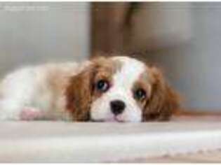 Cavalier King Charles Spaniel Puppy for sale in Raymore, MO, USA