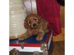 Cavapoo Puppy for sale in Wirtz, VA, USA