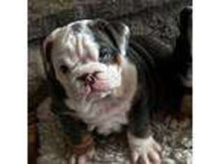 Bulldog Puppy for sale in Lansing, MI, USA