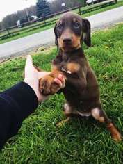 Doberman Pinscher Puppy for sale in Perry, NY, USA