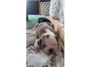 Olde English Bulldogge Puppy for sale in Halfway, OR, USA