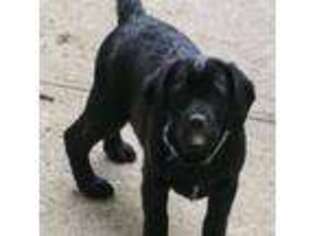 Labrador Retriever Puppy for sale in Lewisburg, OH, USA