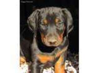 Doberman Pinscher Puppy for sale in Marble Hill, MO, USA