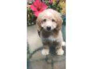 Goldendoodle Puppy for sale in Darien, CT, USA