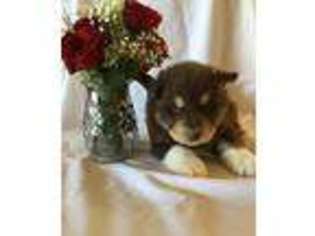 Alaskan Malamute Puppy for sale in Taylorsville, KY, USA