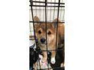 Shiba Inu Puppy for sale in El Sobrante, CA, USA