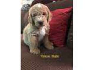 Goldendoodle Puppy for sale in Lawndale, NC, USA