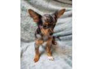 Chihuahua Puppy for sale in Pottstown, PA, USA