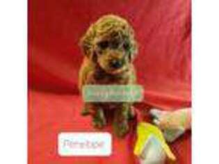 Goldendoodle Puppy for sale in Salem, NH, USA