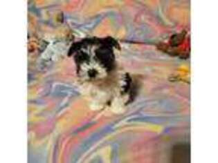 Yorkshire Terrier Puppy for sale in Blackwell, OK, USA