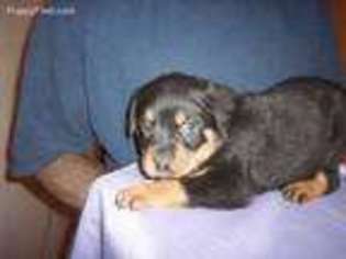 Rottweiler Puppy for sale in Salina, KS, USA