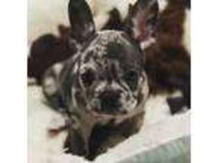 French Bulldog Puppy for sale in Manchester, IA, USA