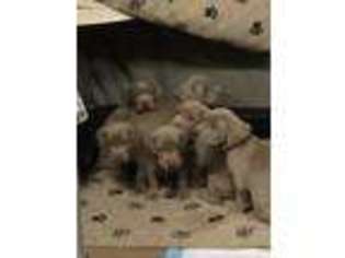 Weimaraner Puppy for sale in Midland, TX, USA
