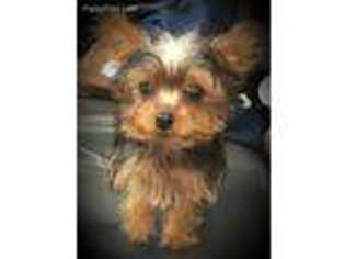 Yorkshire Terrier Puppy for sale in Glenwood, AR, USA