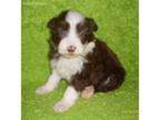 Bearded Collie Puppy for sale in Ava, MO, USA