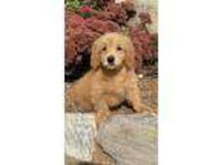 Goldendoodle Puppy for sale in Topeka, IN, USA