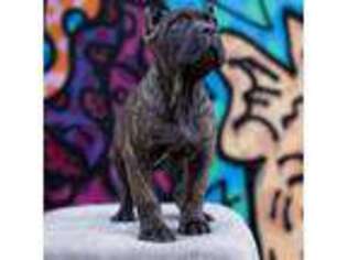 Cane Corso Puppy for sale in Aurora, CO, USA