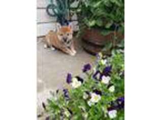Shiba Inu Puppy for sale in Odenton, MD, USA