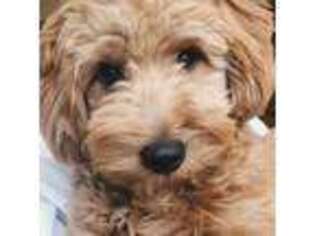 Goldendoodle Puppy for sale in Canandaigua, NY, USA