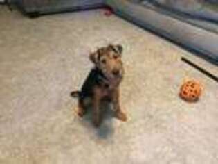 Welsh Terrier Puppy for sale in Fort Wayne, IN, USA