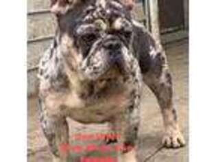 French Bulldog Puppy for sale in Locust Grove, OK, USA