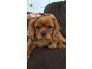 Cavalier King Charles Spaniel Puppy for sale in Oakley, CA, USA