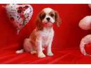 English Toy Spaniel Puppy for sale in Berlin, OH, USA