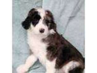 Mutt Puppy for sale in Boring, OR, USA