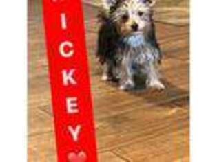Yorkshire Terrier Puppy for sale in Woodlake, CA, USA