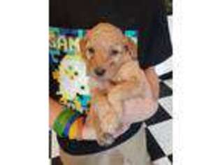 Goldendoodle Puppy for sale in Ellsworth, MN, USA