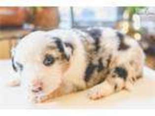 Australian Shepherd Puppy for sale in Colorado Springs, CO, USA