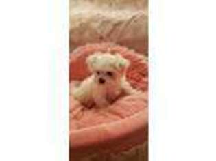 Maltese Puppy for sale in Federal Way, WA, USA