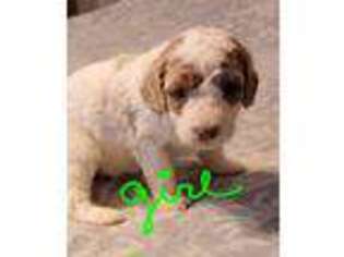 Labradoodle Puppy for sale in Chiefland, FL, USA