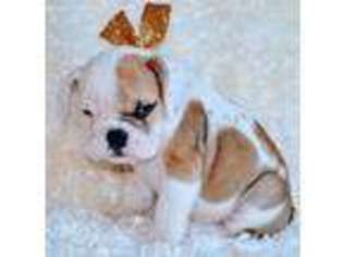 Bulldog Puppy for sale in Belgrade, MN, USA