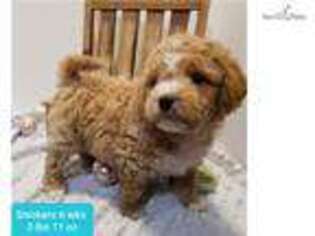Goldendoodle Puppy for sale in Omaha, NE, USA