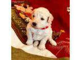 Goldendoodle Puppy for sale in Pea Ridge, AR, USA