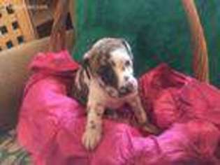 Great Dane Puppy for sale in Deridder, LA, USA