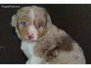 Mutt Puppy for sale in Pawnee, OK, USA