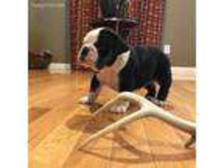 Olde English Bulldogge Puppy for sale in Princeton, KY, USA