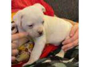 American Bulldog Puppy for sale in Benton Harbor, MI, USA