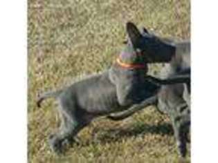 Great Dane Puppy for sale in Saint Louis, MO, USA